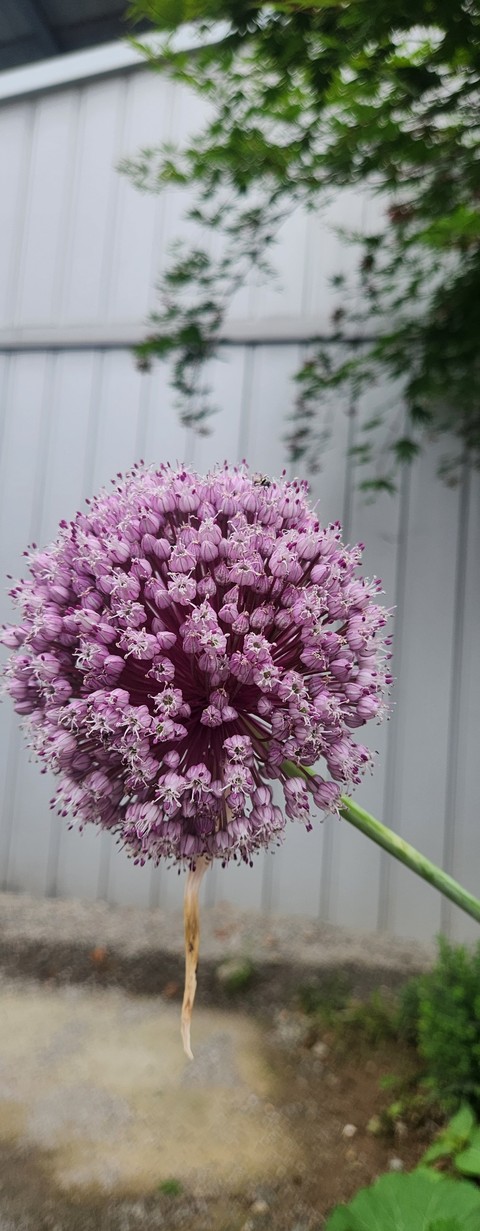 echinops, onions duvar kağıtları