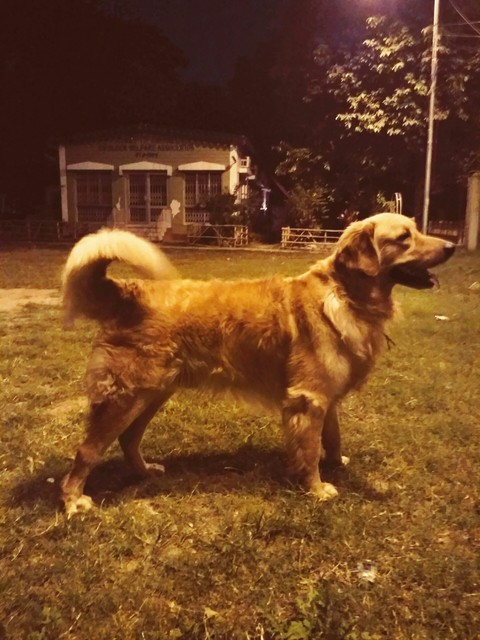 GOLDEN RETRIEVER.