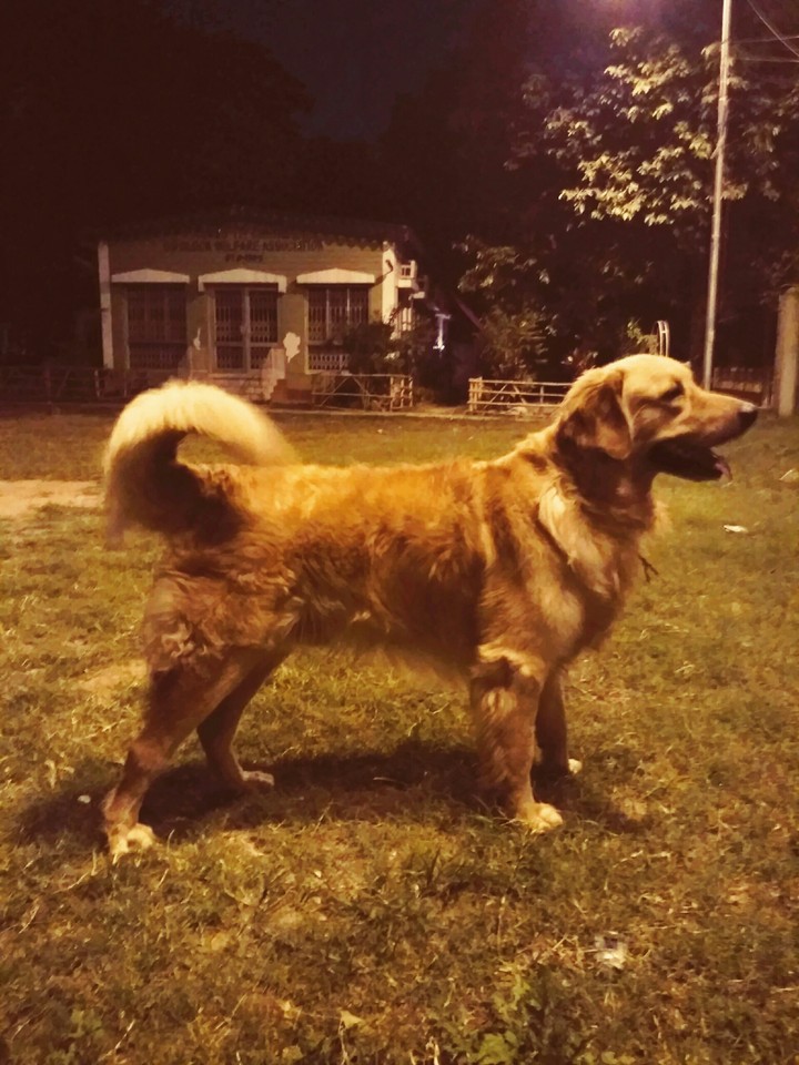 GOLDEN RETRIEVER.
