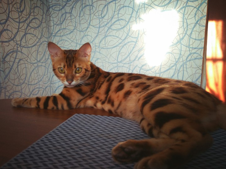 Бенгальский кот