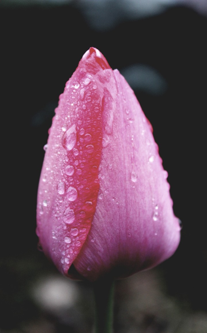 spring rain
