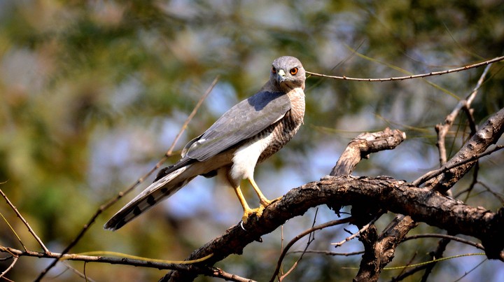shikara bird India