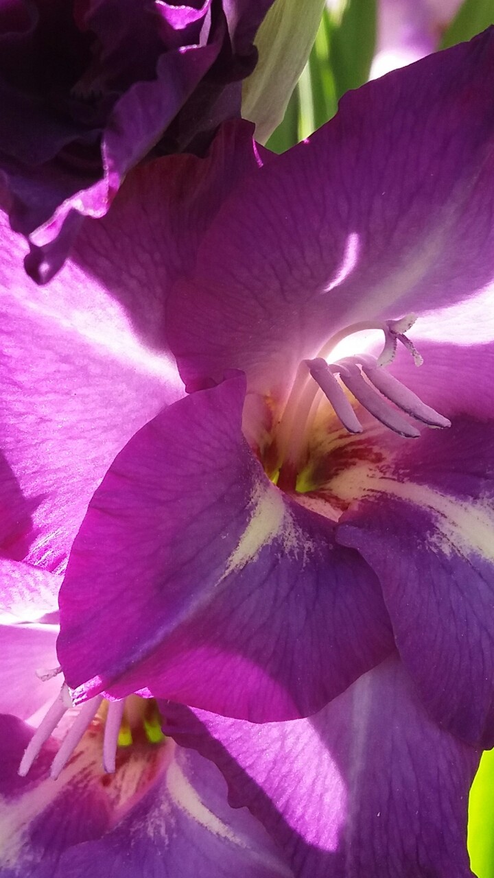 Awesome flower