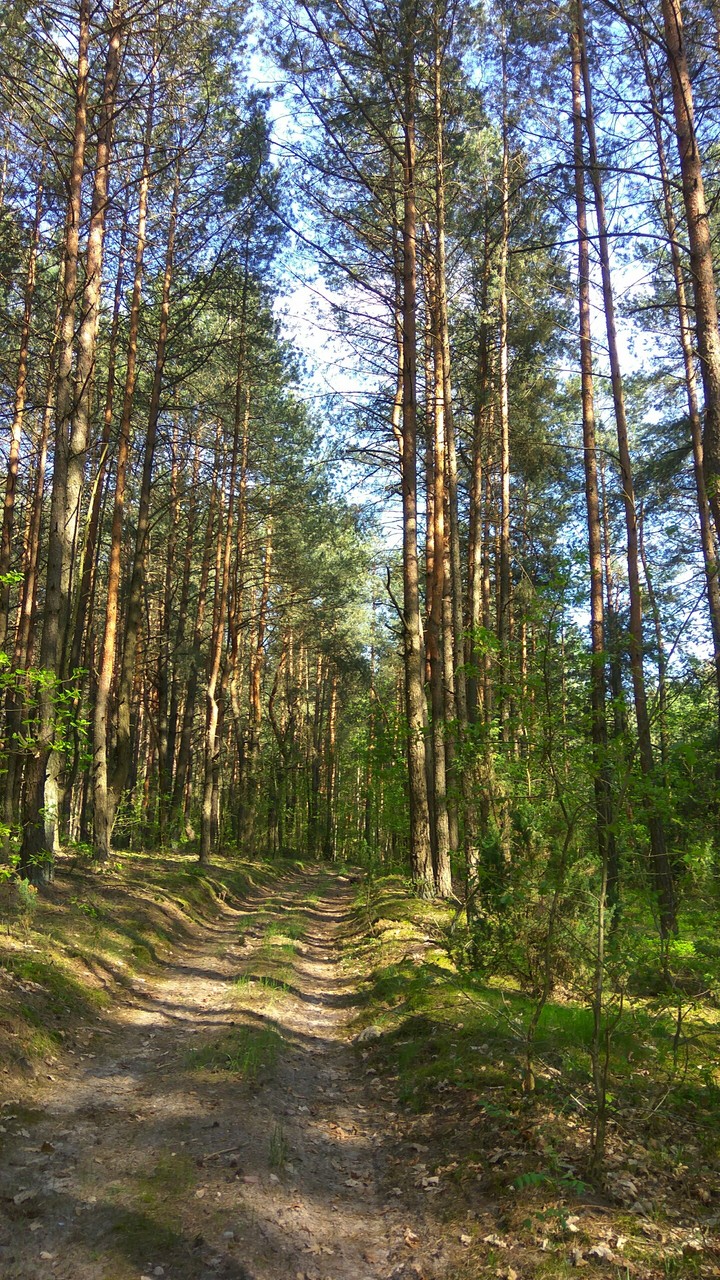 Forest