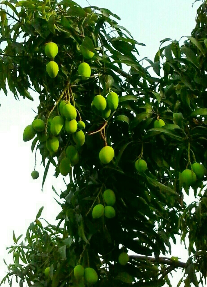 ripen mango love