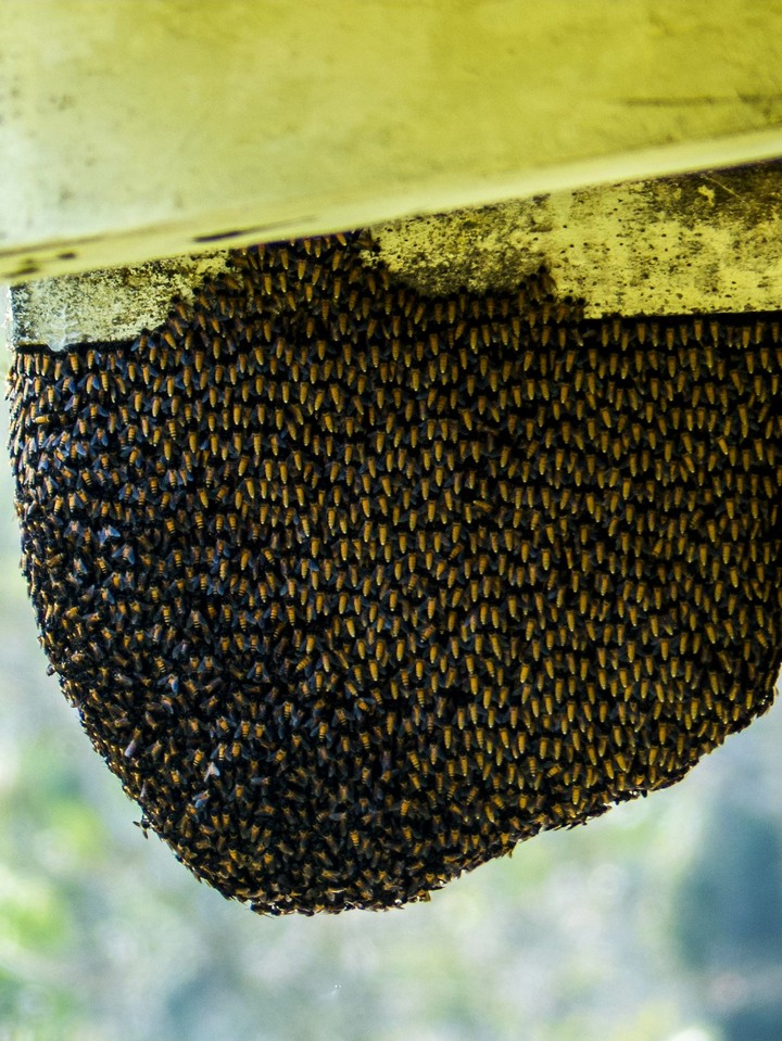 BeeHive
