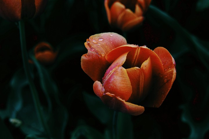 Tulip