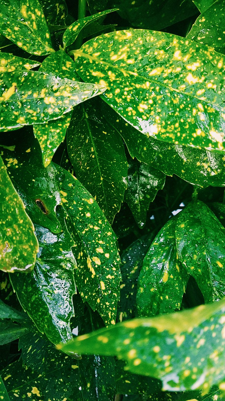 life is green