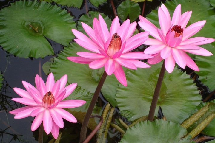 beautiful lotus flower....