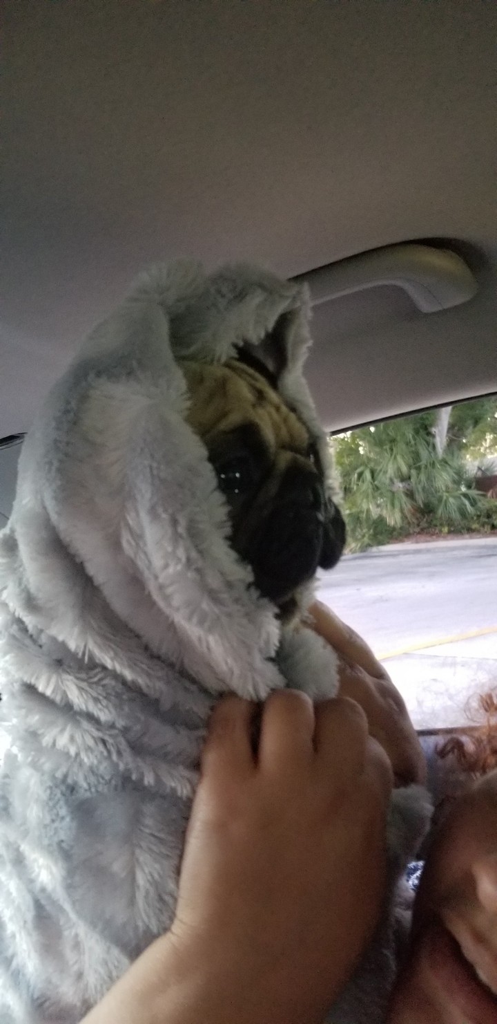 pug