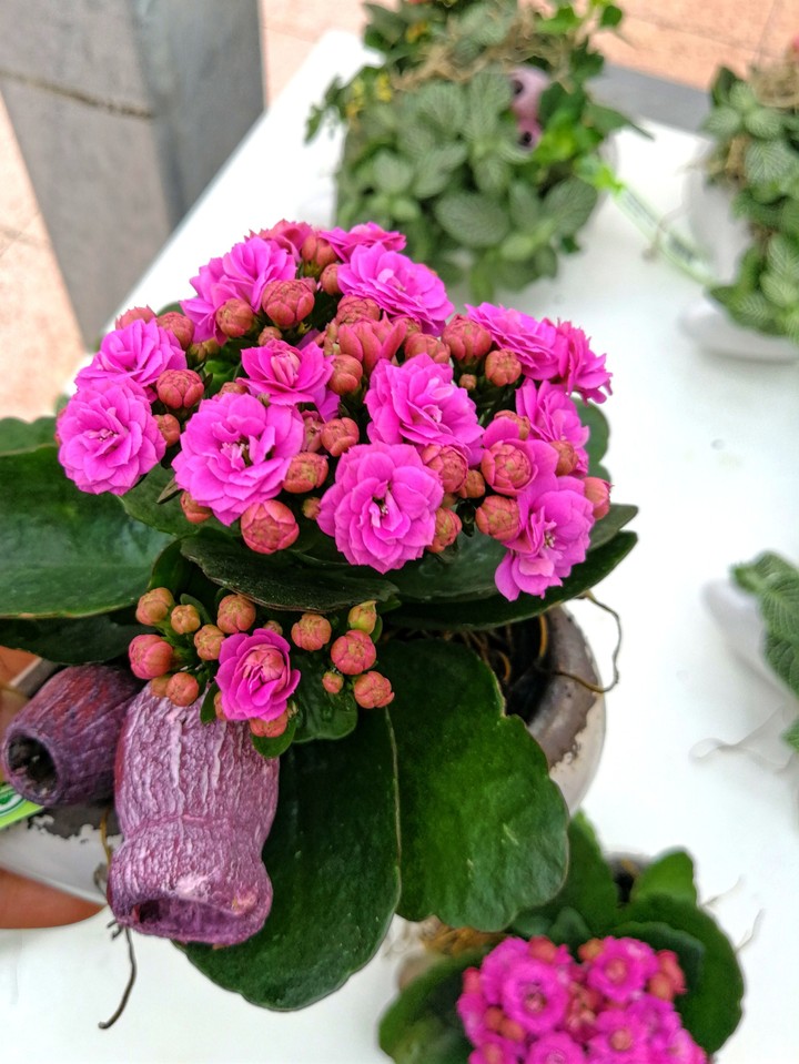 Blumen