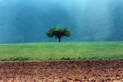 "kiarostami"