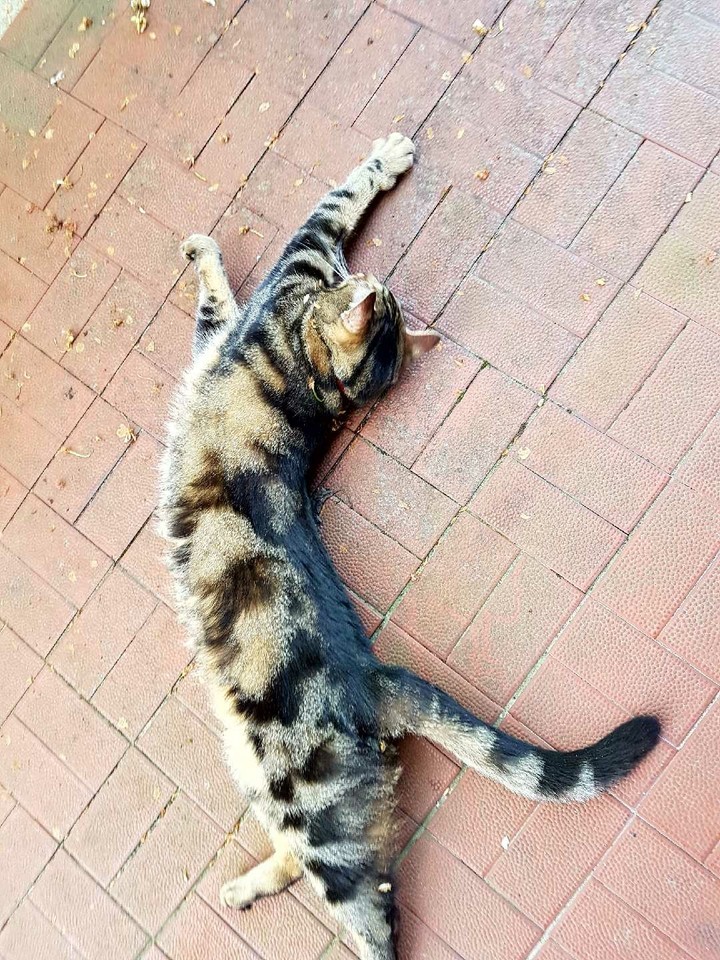 cat