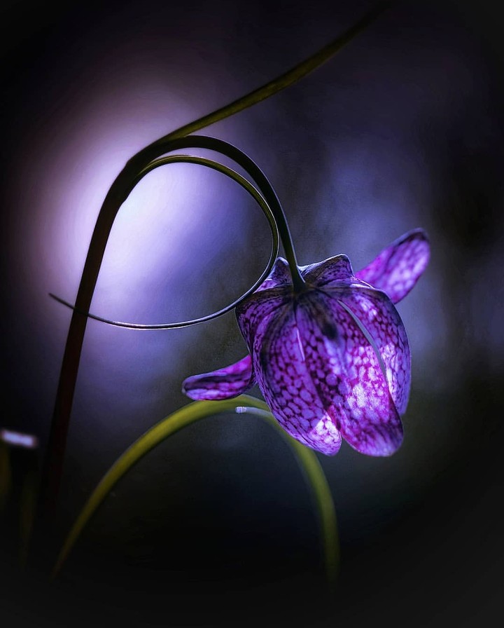 purple