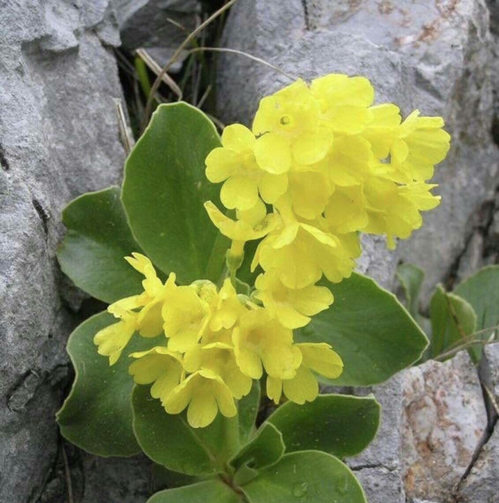 Wild orchid