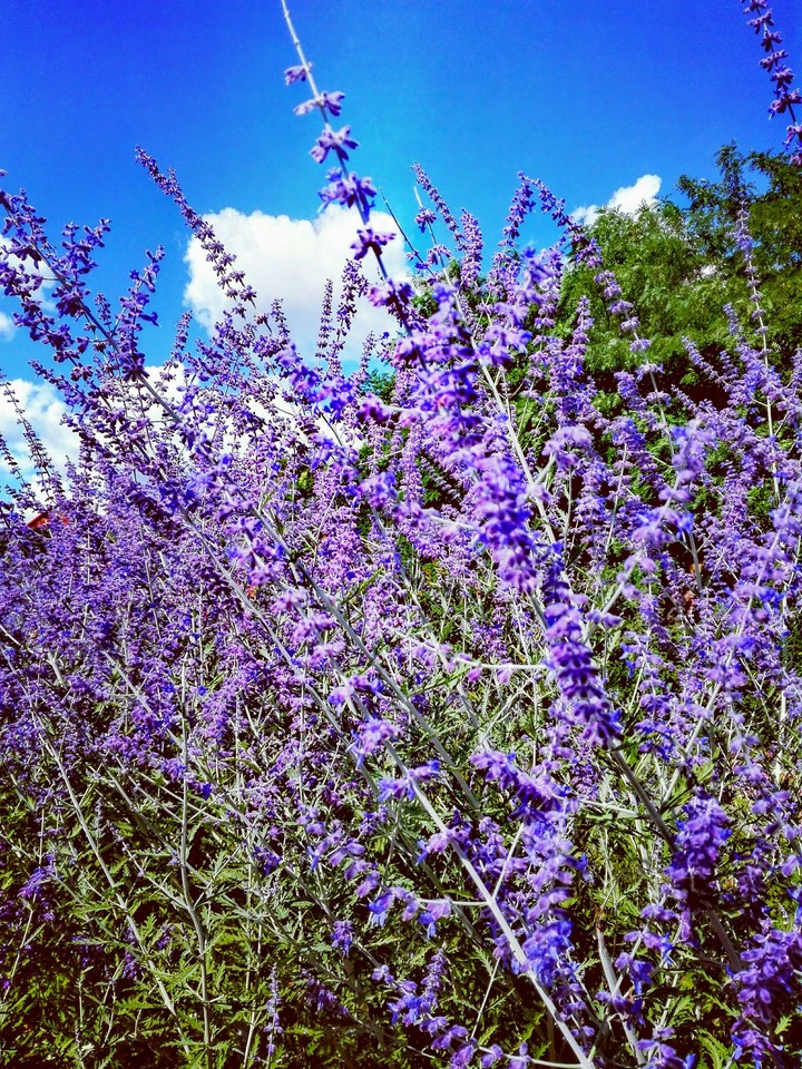lavender