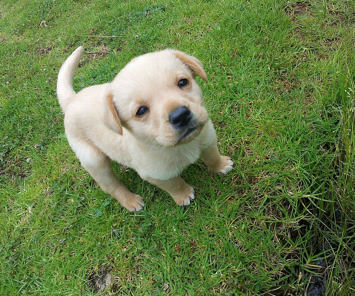 cachorro