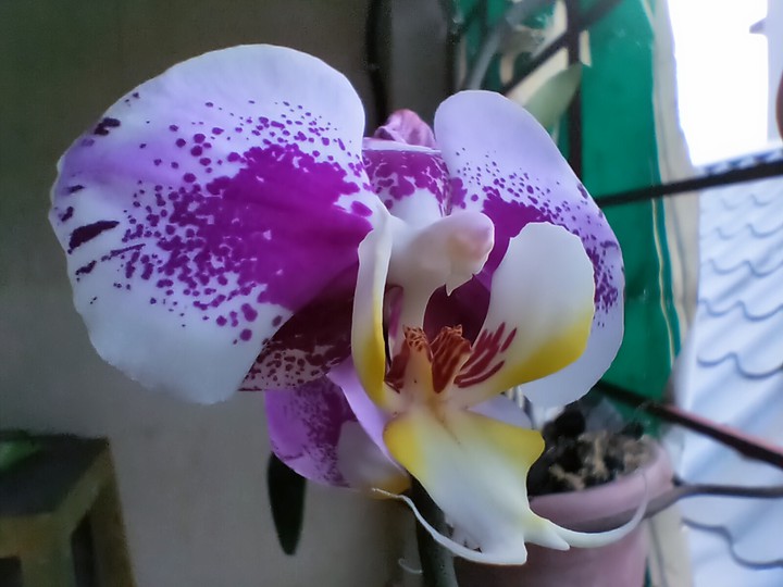 Orchid flower