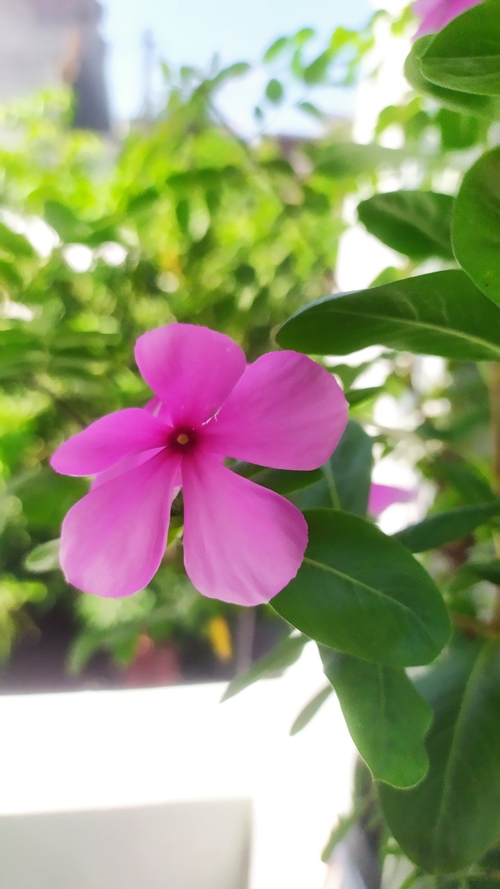 Pink Vinca