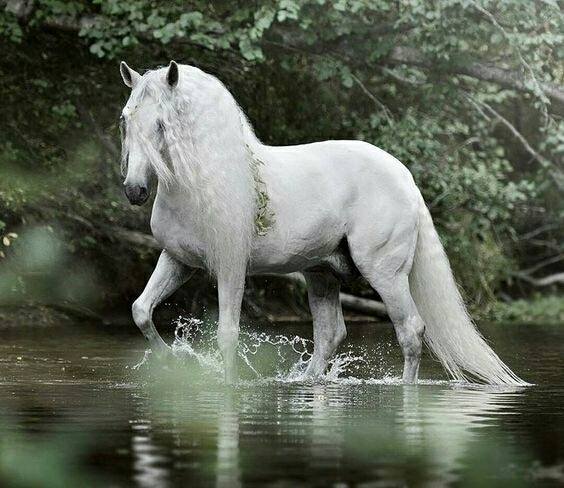 Horse 
