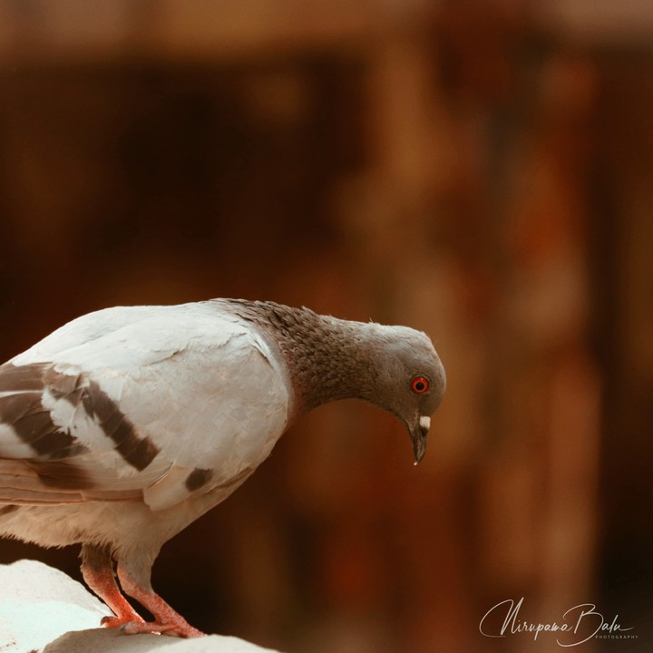 Curious