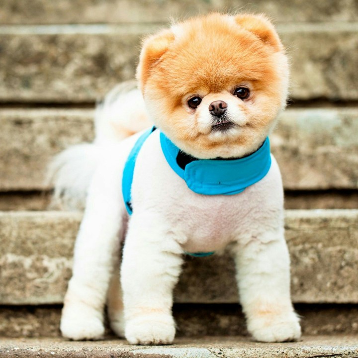 Boo puppy