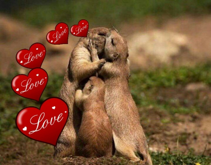 love
