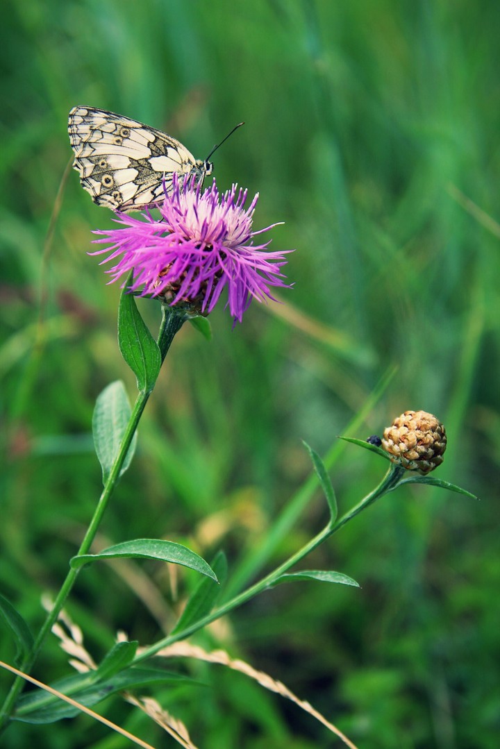 butterfly