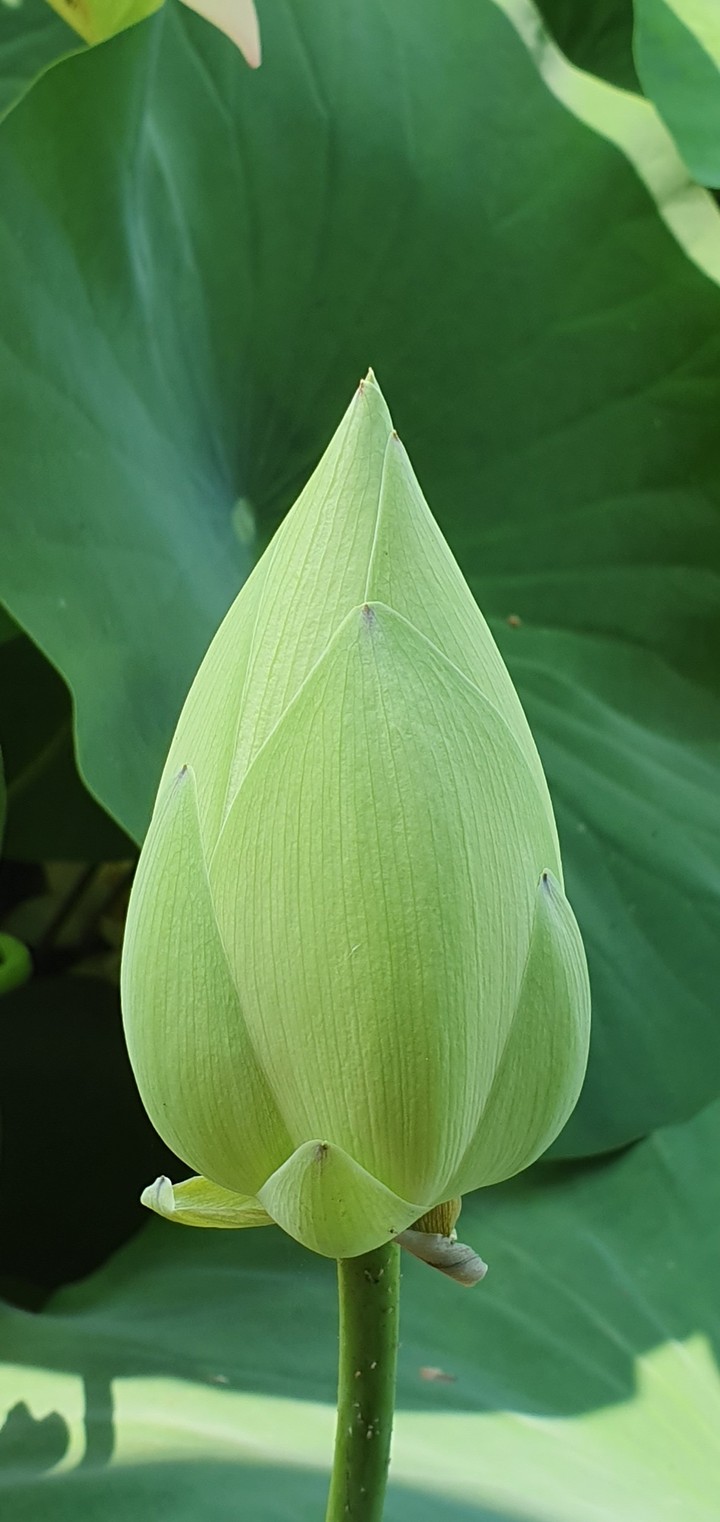 lotus