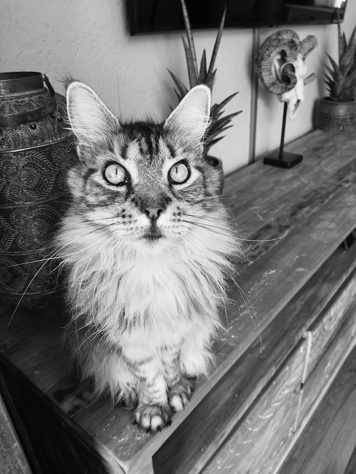 Binkie