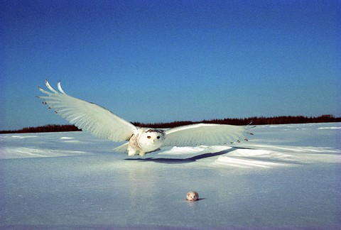 tapety bird, seabird