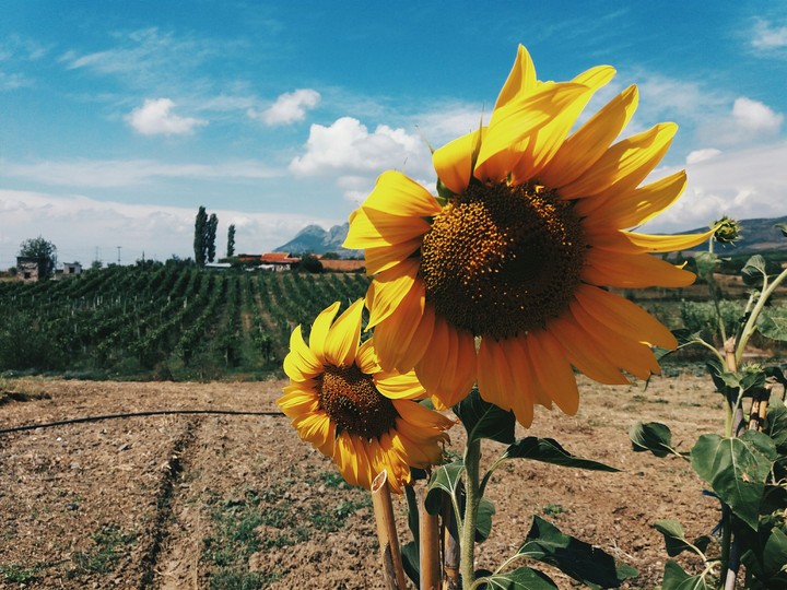 SUNFLOWERS