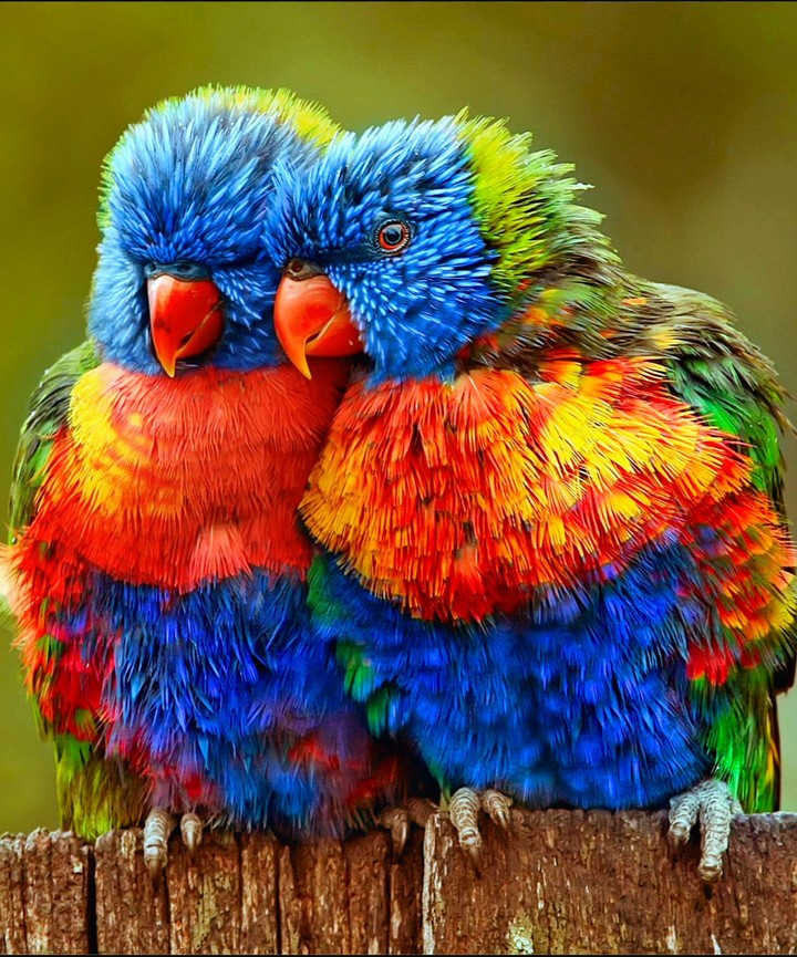 nestlings