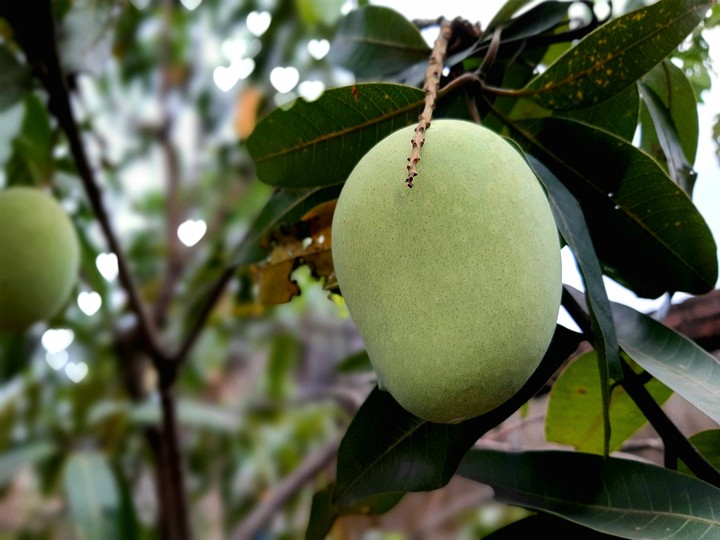 MANGO