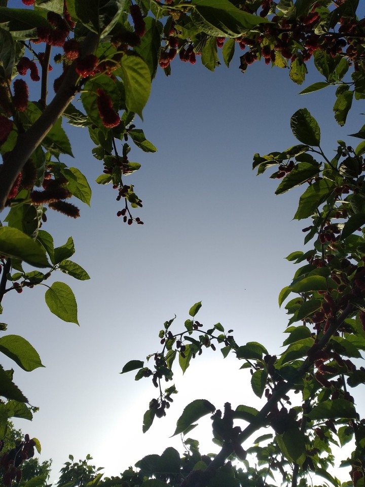 berry plant