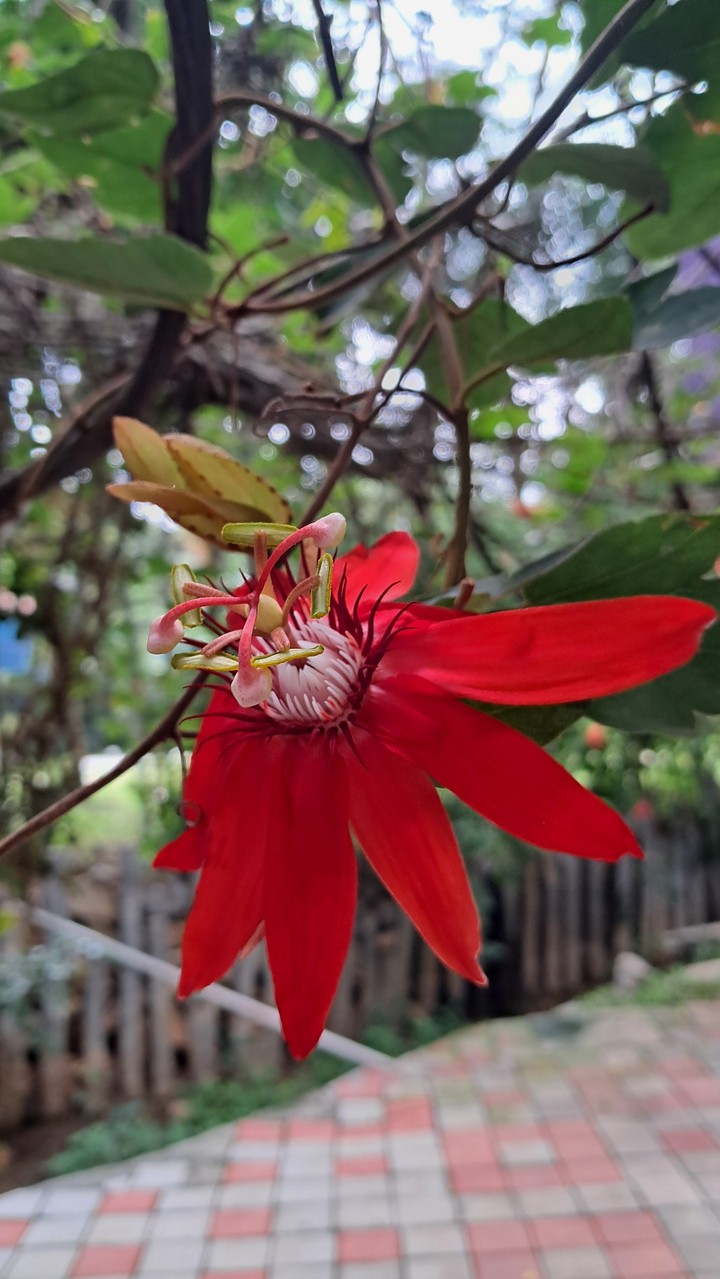 тапети dicotyledon, petal