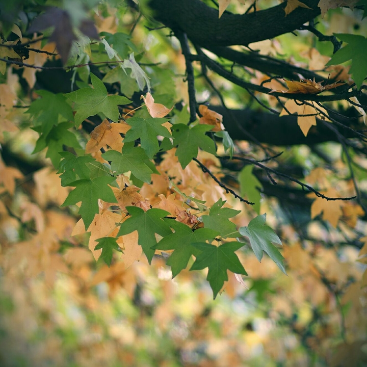 Feuilles