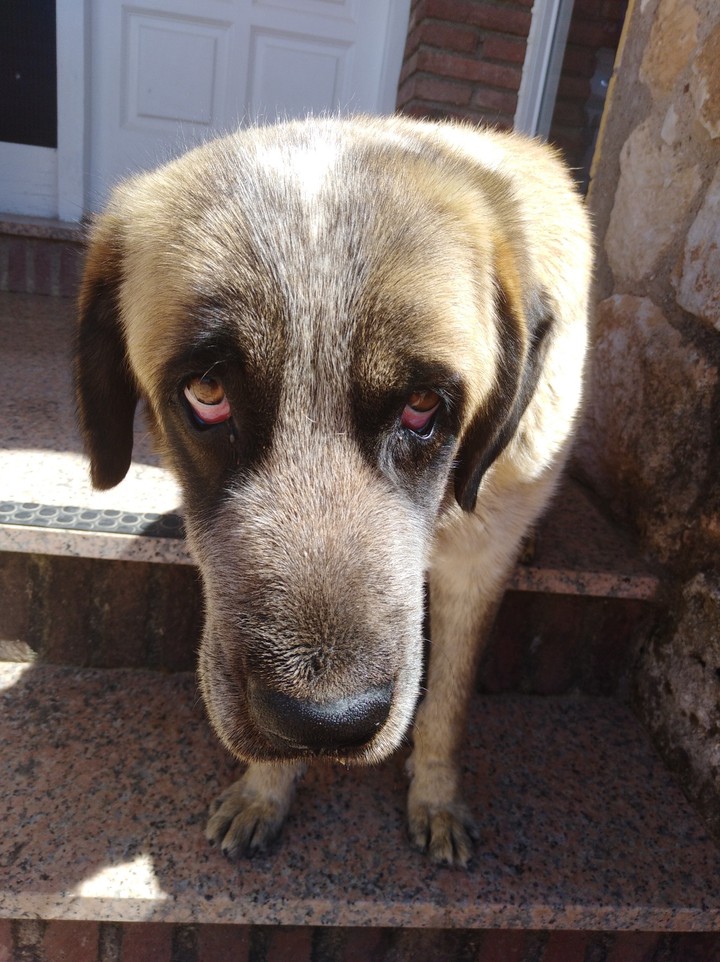 My dog