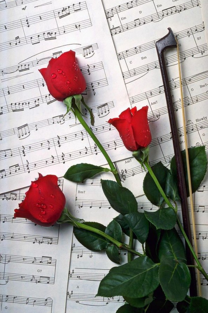 rose❤❤