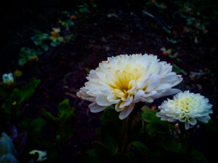flowers