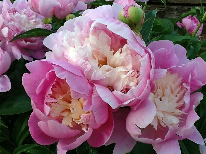 pink flowers