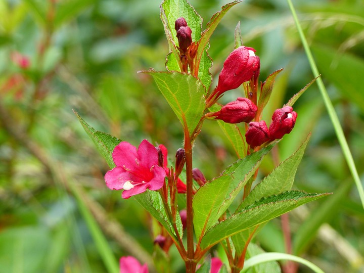 Blumen
