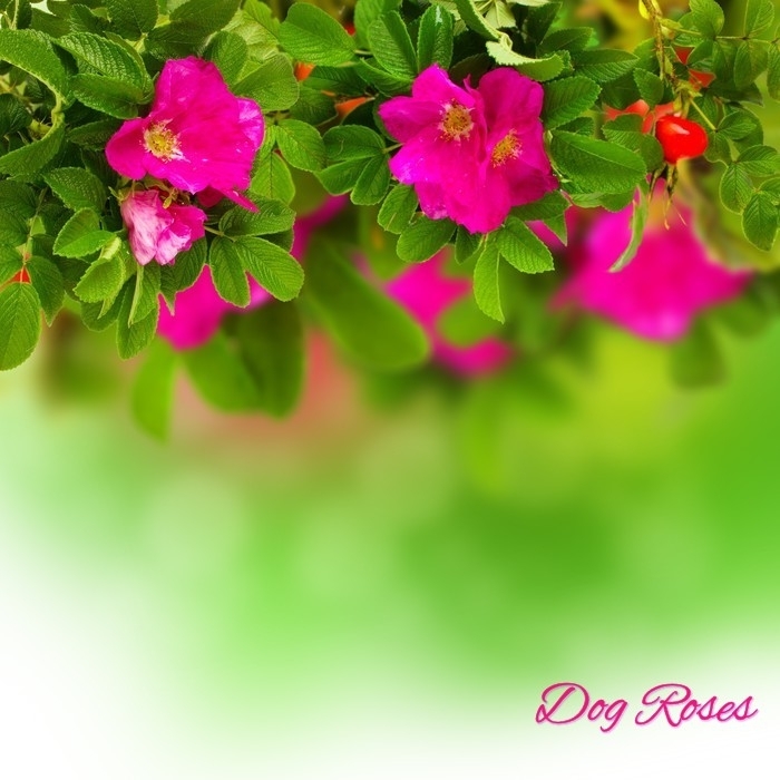 dog Rose