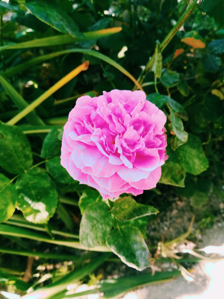 flower