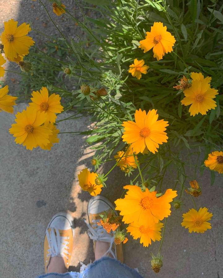 flower