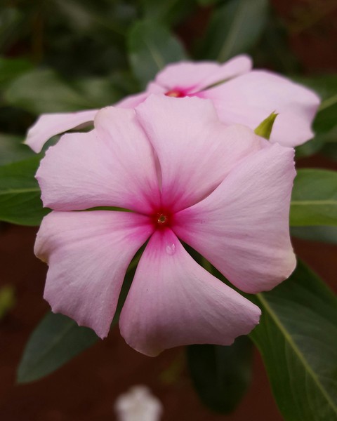 flor
