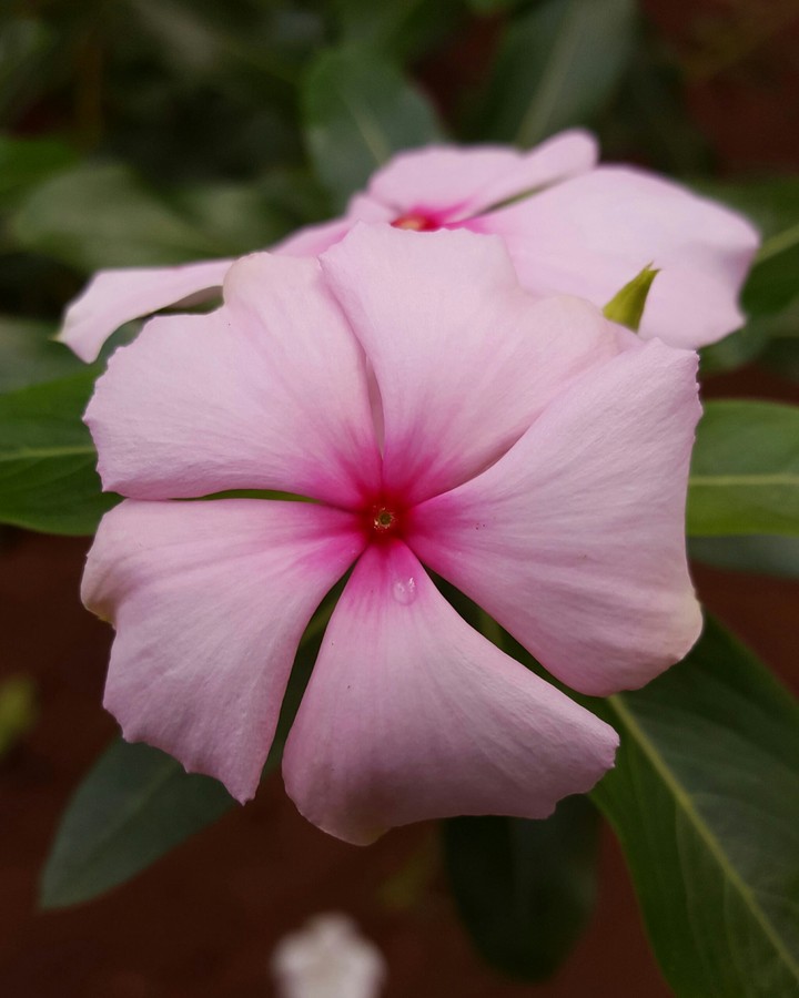 flor