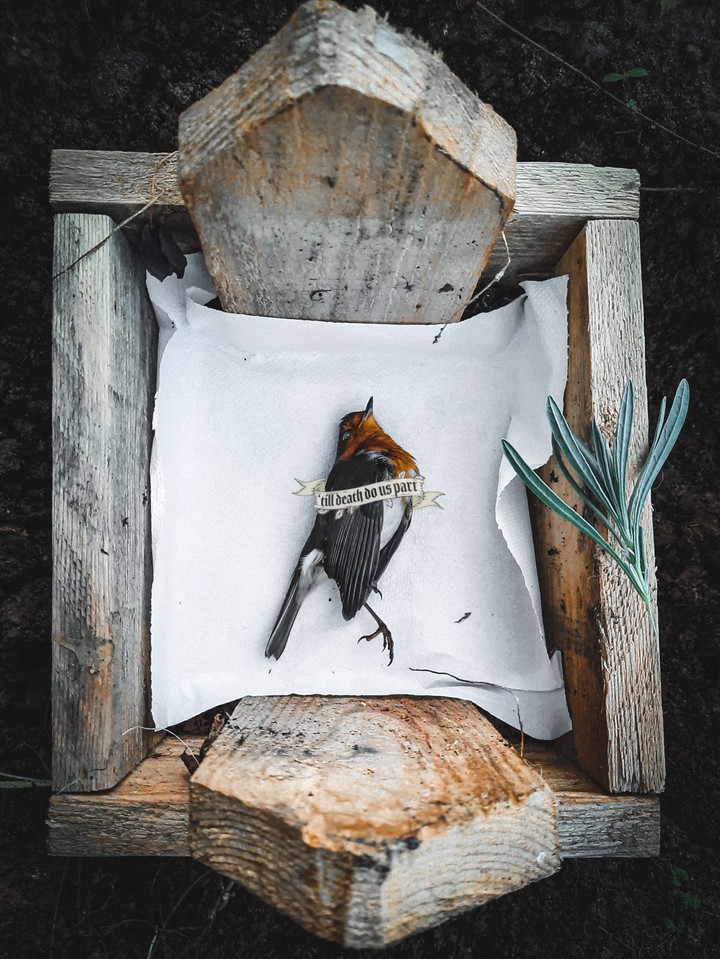 Robin