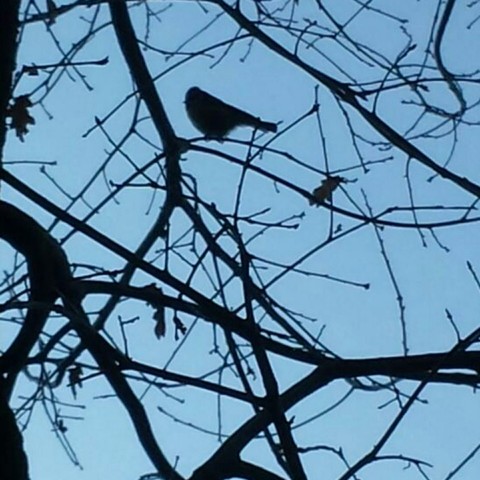 Birdy