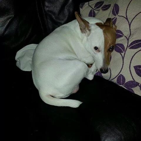 Sleepy time for Bud